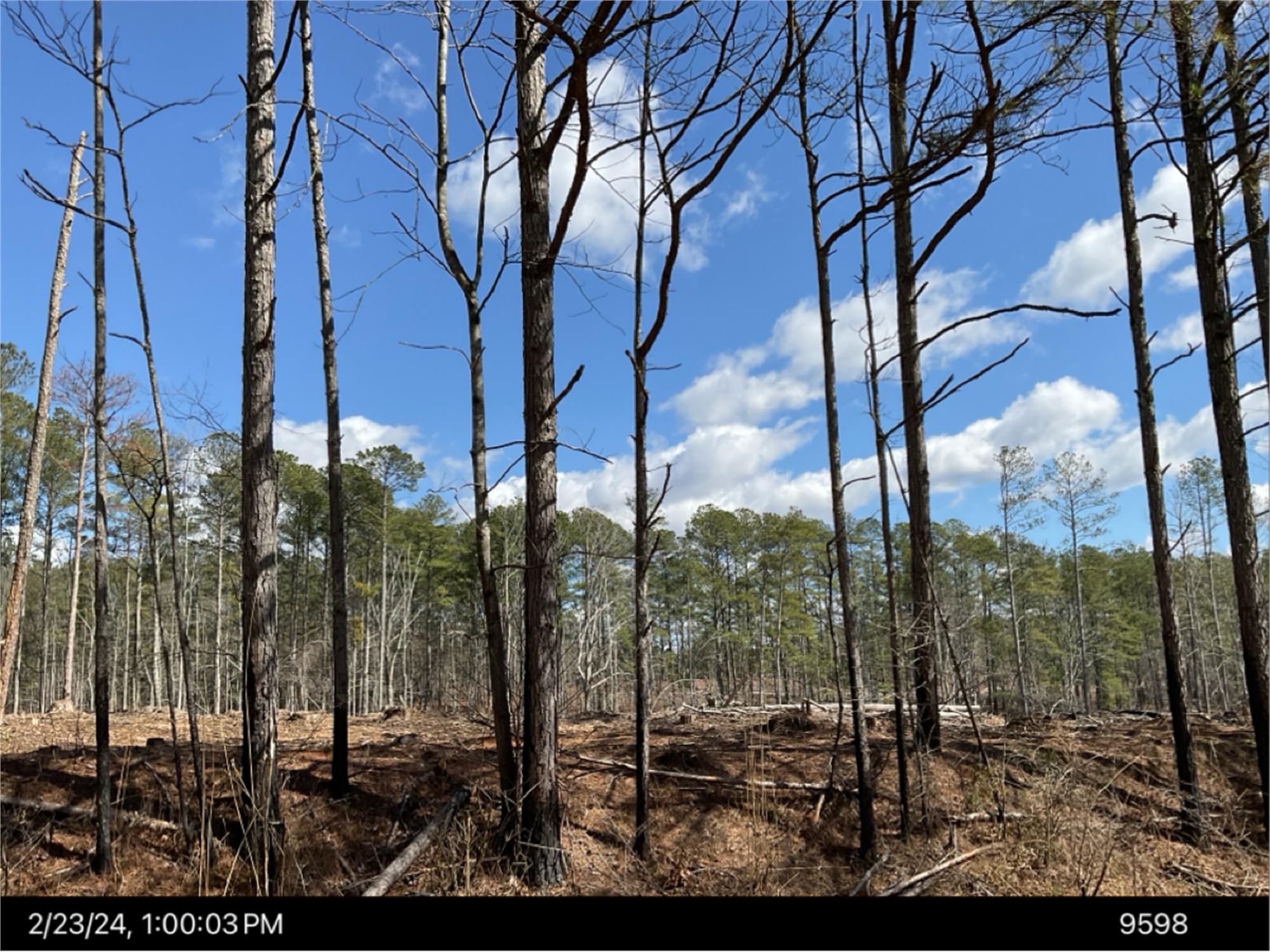 Old Jacksonville Rd, Buchanan, GA 30113