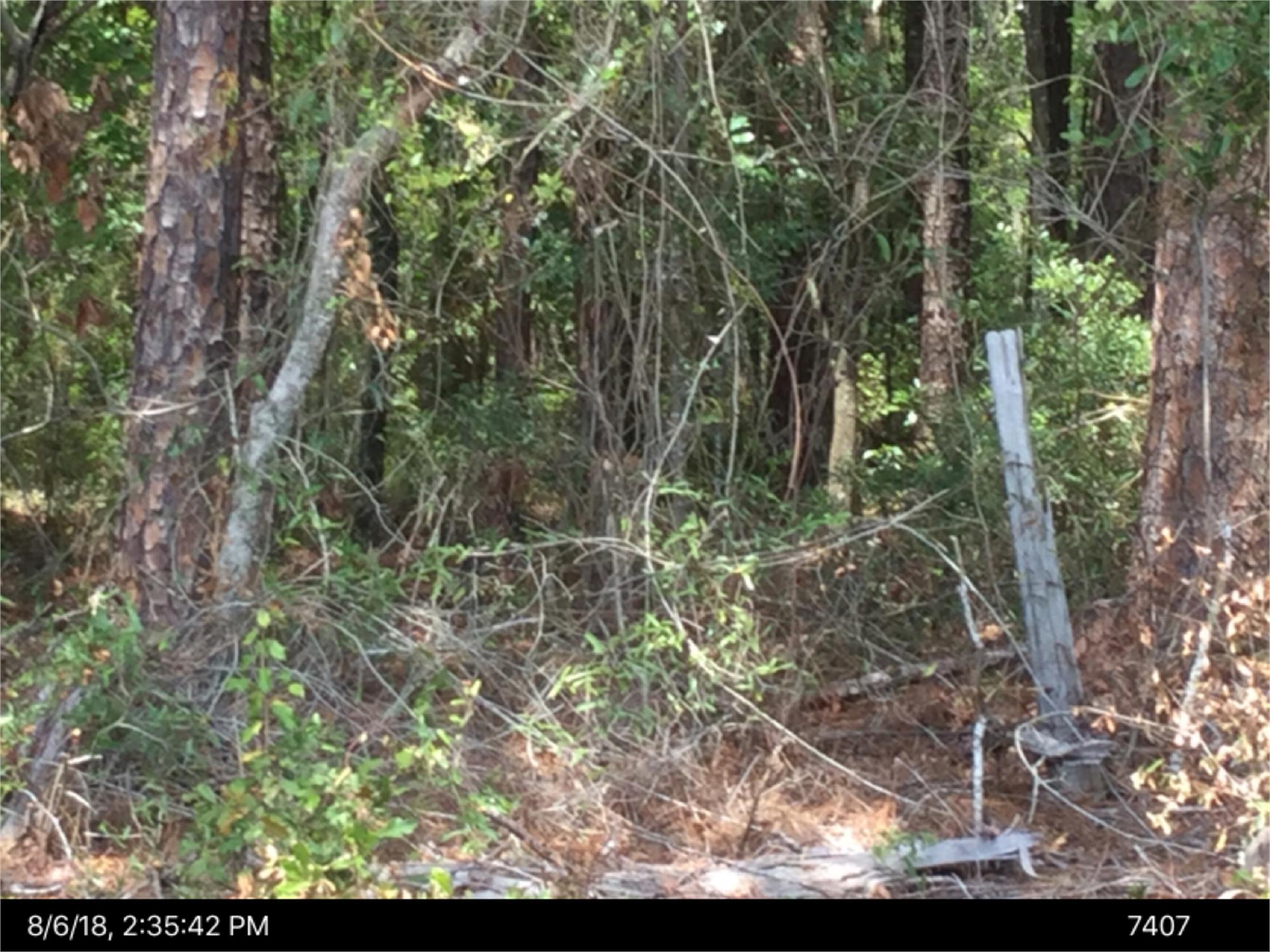Noel C Conaway Rd, Effingham, GA 31312